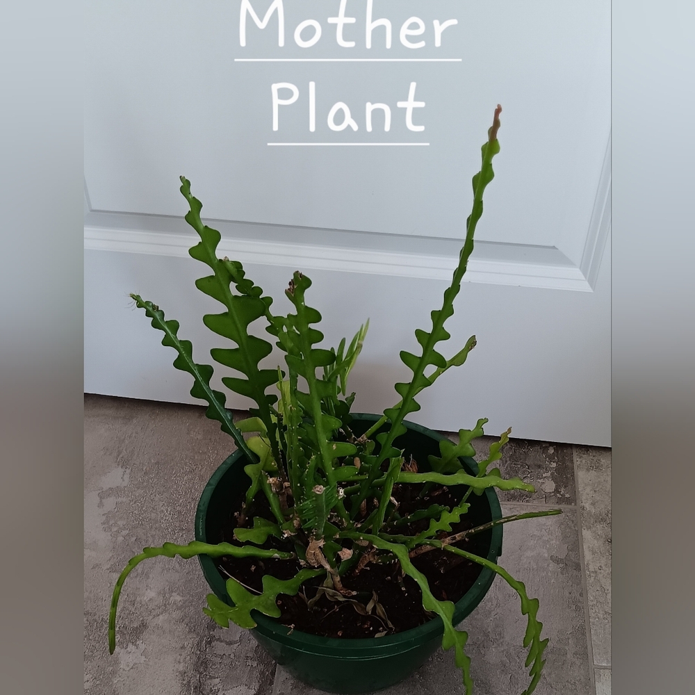 ZIGZAG CACTUS ( Fishbone Orchid Cactus ) - Picture 5 of 5